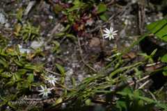 Stellaria patens